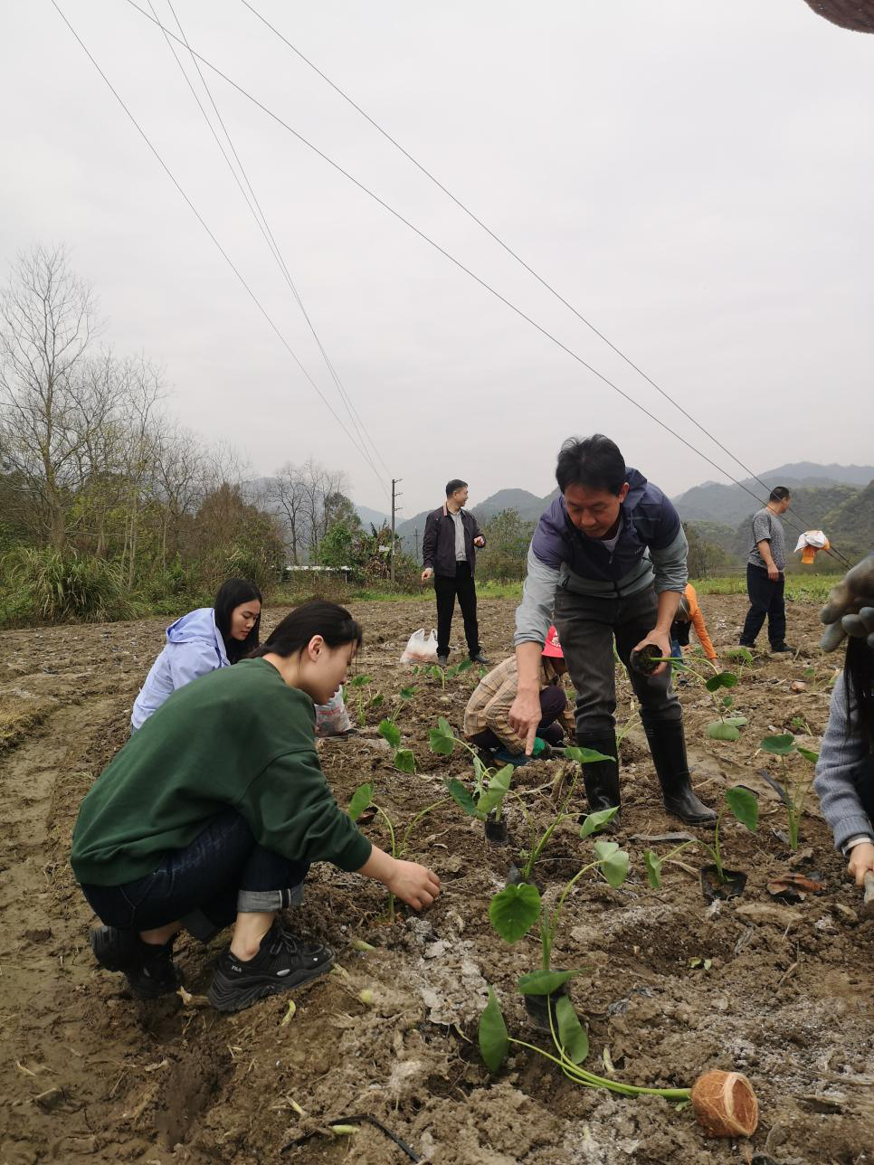 图片2 黄绍力等专家在田间指导芋苗种植.png